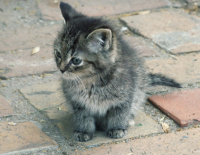 8-летний мальчик жестоко убивал собак и кошек в Тверии: идет расследование