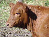 Библейское пророчество свершилось: в Израиле родилась полностью “рыжая телица за 2000 лет”