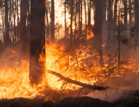 Названа предварительная причина крупного лесного пожара в Израиле