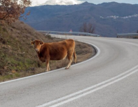 Префект полиции с пожарниками ловили корову на шоссе №1