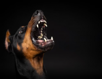 Женщине, которую укусила собака 19 лет назад, выплатят огромную компенсацию