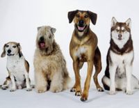 Метки в паспорте, разделяющие граждан по категориям (видео)