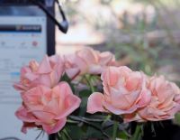 Роза: тайны и тени