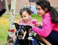 Тёплый дом для четвероногого друга