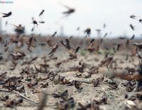 В Израиле объявлен режим повышенной готовности из-за возможного нашествия саранчи