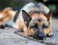 Хозяин собаки, покусавшей ребёнка, предстал перед судом