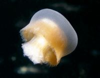 Зимнее нашествие медуз на побережье Израиля