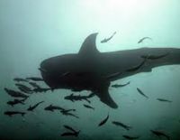 Акулы греются у берегов Израиля