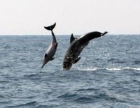 Дельфины у берегов Ашкелона (видео)