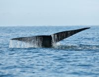 К набережной Герцлии пришел огромный кит