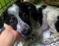 Концлагерь для собак в Негеве освобождён десантом ветеринаров