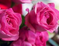 Международный женский день в Ашкелоне