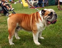 Первая выставка домашних собак в Ашкелоне