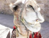 Автомобиль столкнулся с верблюдом недалеко от Беэр-Шевы, погибла женщина