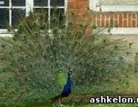 Беглый павлин терроризирует Ашкелон