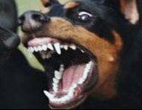 Догнал, укусил.