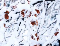 Дожди и шторм, снег на севере и в горах центра страны