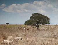 Израиль подвергся минометному обстрелу с территории Сирии