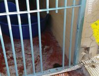 Кража собак из муниципального питомника