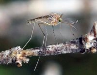 На юге и севере Израиля обнаружены комары-переносчики западно-нильской лихорадки