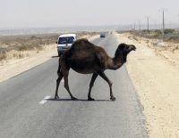 На юге Израиля автомобиль столкнулся с верблюдом: 5 раненых