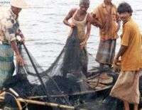 Огромная акула откусила два пальца у арабского рыбака