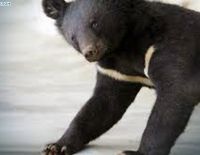 Оштрафовали за чучело