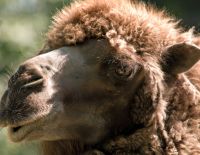 Пассажирский поезд, следовавший в Беэр-Шеву, насмерть сбил 14 верблюдов