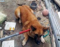 Помочь братьям меньшим