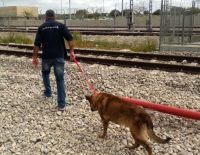 Помощь четвероногим