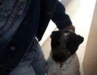 Собака напала на женщину