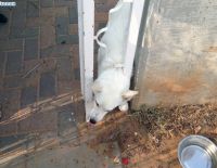 Спасение собаки