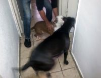 Спасли собак