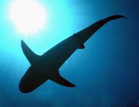 Стая акул плавала близ берега в Ашкелоне