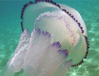 У побережья Израиля появились медузы