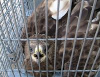 В Ашкелоне найден раненый сокол