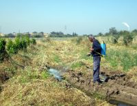 В Израиле обнаружены комары &ndash; переносчики западно-нильской лихорадки