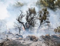 В районе лесного пожара рядом с Ашкелоном слышны взрывы