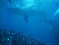 В районе Хадеры замечена крупная стая средиземноморских акул