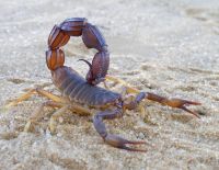 В Западном Негеве 21-летнего мужчину ужалил скорпион