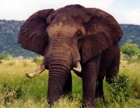 В Зимбабве более 80 слонов погибли от цианистого калия
