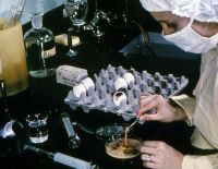 Волна заражений от испорченных продуктов