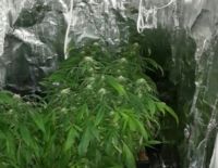 Производство марихуаны в Ашкелоне