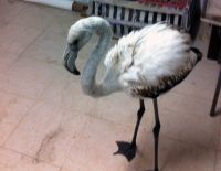 Редкая птица долетит&hellip;