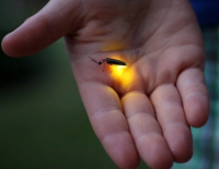 Почему во всем мире практически пропали светлячки