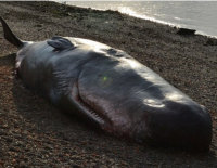 Реальная и очень глупая история: утилизация кита по-американски