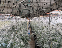 В Хайфе парочка выращивала марихуану на гидропонике