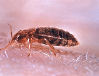 На израильской военной базе солдаты столкнулись с катастрофическим нашествием клопов