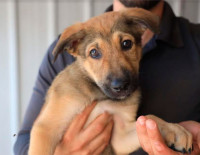 Вниманию владельцев собак в Израиле!