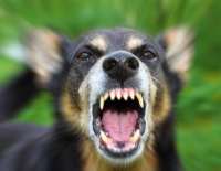 23 человека получают прививки от бешенства из-за привезенной резервистом собаки 